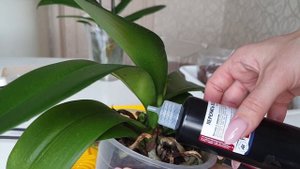Зелёнка, перекись, корица и уголь для обработки орхидей