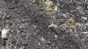 Обязательно Посадите Это Под Зиму! Все Хитрости Посадки Семян Моркови, Свеклы В Ноябре!