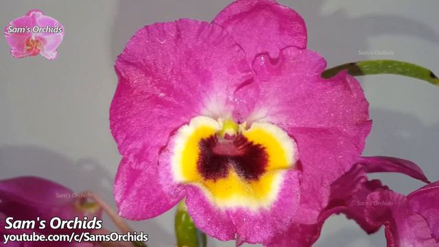 Dendrobium Red Emperor 'Prince' orchid blooming смотреть онлайн