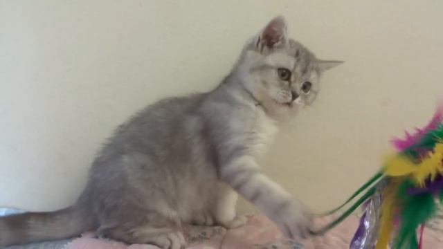 Blue tabby British Shorthair female kitten смотреть онлайн