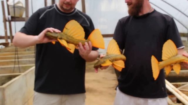 Catching up The Hypostomus Luteus with Spencer Jack смотреть онлайн