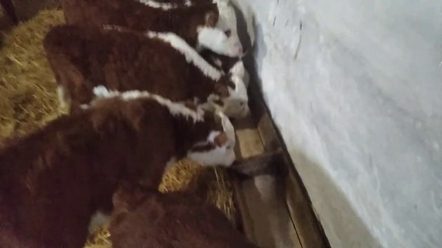 Как ,чем, и когда мы начинаем подкармливать телят! смотреть онлайн