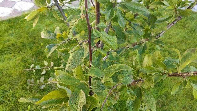 Летняя обрезка сливы. Июль-Август. Деревья 3-4 года. смотреть онлайн