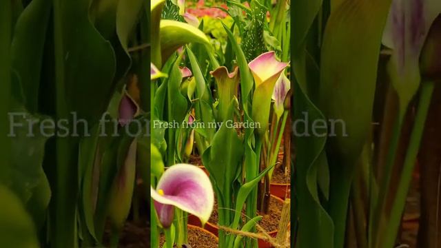 Calla Lilies