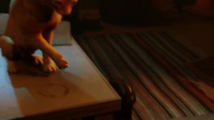 Игра Stray - трейлер для Xbox