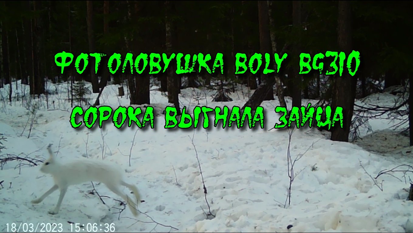 Фотоловушка BOLY BG310. Эпизод 4. Заяц. Второе пришествие