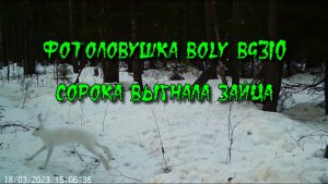 Фотоловушка BOLY BG310. Эпизод 4. Заяц. Второе пришествие
