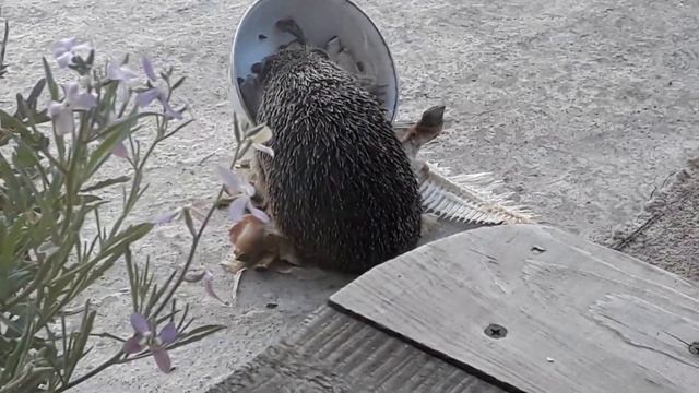 Жизнь замечательных зверей смотреть онлайн