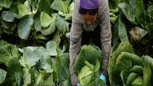 Капуста Парел смотреть онлайн