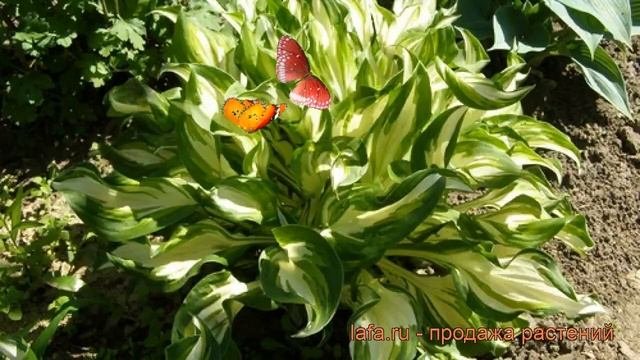 Хоста волнистая Унивитата (univittata) ? обзор: как сажать, рассада, саженцы хосты Унивитата