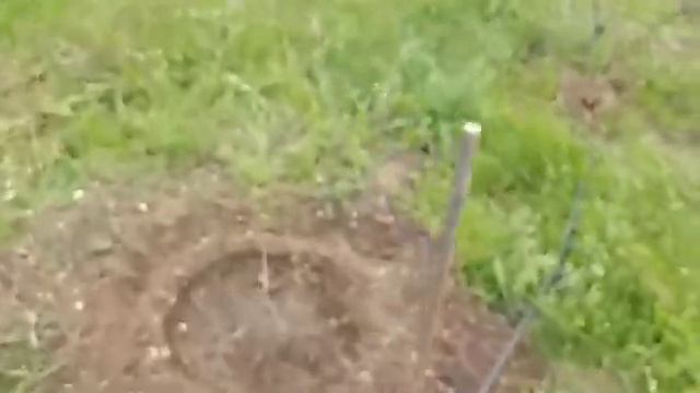 Краснолистный Фундук смотреть онлайн