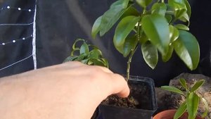 Бонсай из лимона.Как я это делаю?