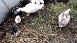 Содержание индоуток осенью в теплице