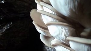 Грибы Сыпят Споры, Дымят Спорами, Вещенка. Размножение грибов