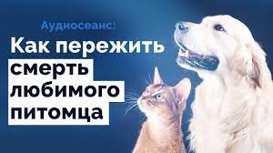 Сеанс ЭОТ "Как пережить смерть любимого питомца" | Избавление от эмоциональной зависимости