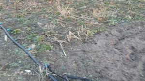 Закладываем своё ФРИГО. Технология производства рассады фриго.