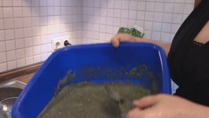 КОРМ для рыбок своими руками. Улучшаем окраску и иммунитет.