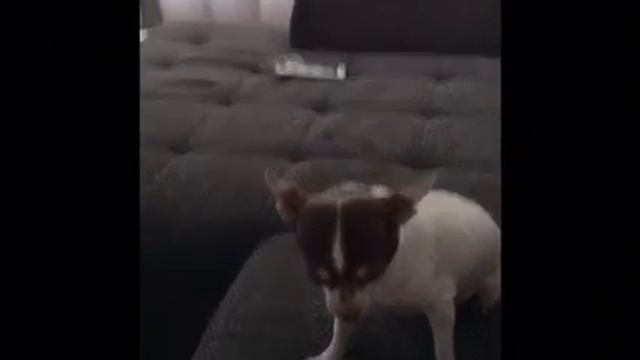 Чихуахуа слушает команду лежать))))) смотреть онлайн