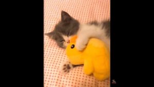 Смешные реакции кошек и собак на игрушки????