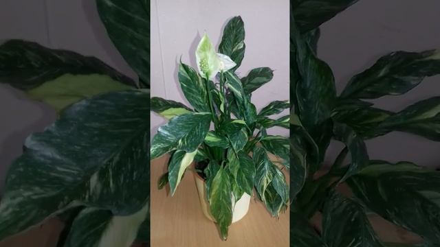 Обзор Спатифиллум Джемини Gemini . смотреть онлайн