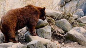 Медведь царь леса |э