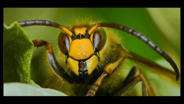 Почему укусы ос могут быть опасными: все, что нужно знать смотреть онлайн