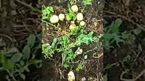 результат картофеля из меристимных клубней 2015 год. сорта импала, каратоп, скраб