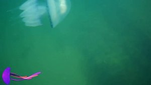 ? Обитатели Черного моря? 4К