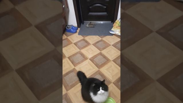 Рота подъем, в 4 утра хозяин дома захотел кушать смотреть онлайн