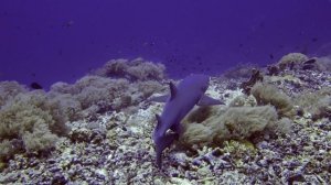 Jessie Beazley Reef - Tubbataha Reefs Natural Park