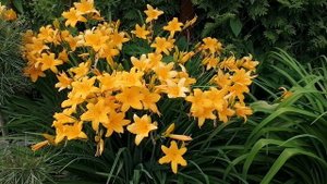 Наш видовой лилейник Миддендорфа (Hemerocallis middendorfii) 07.06.2021.