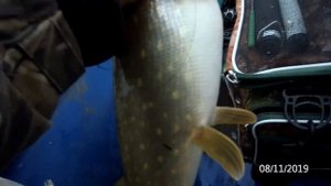 Обновил катушку KASTKING SHARKY 3 с Али. Ловим зубастую в щучью погоду