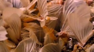 Жизнь древних насекомых Паденок