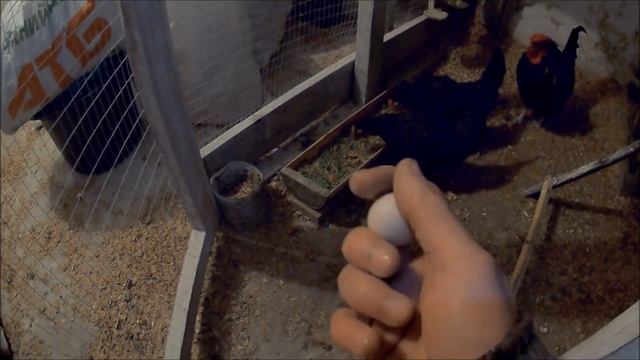 ГДЕ ЯЙЦА, ЧТО ЭТО ТАКОЕ, ЧЁРТ ПОБЕРИ? ПЕРВЫЙ МИНУС КУР ПОРОДЫ БЕНТАМКА! ПЕТУШОК РАБОТАЕТ ХОРОШО! смотреть онлайн