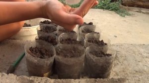 Мальва из семян.Посев в июле