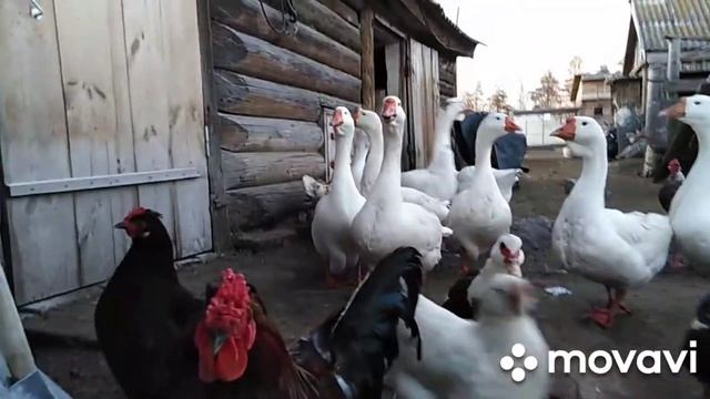 Собираем яйца, топим баню. смотреть онлайн