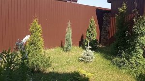 Неприхотливый можжевельник в моем саду. Блю эрроу!!