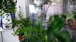 #Брунфельсия, гранат, табернемонтана очень простые в уходе цветы. Которые подойдут для дома, работы