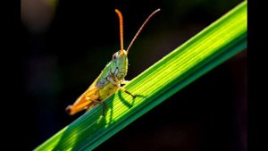 ЗВУК СВЕРЧКОВ /ПЕНИЕ СВЕРЧКА Grasshopper / для сна /for sleep
