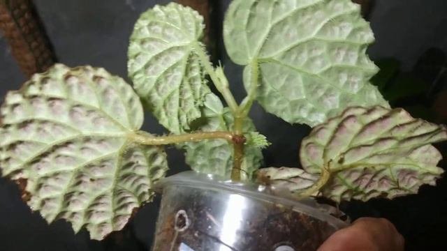 Begonia Dracopelta | Fazza Nursery - Popular Plants