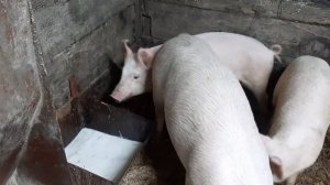 КАК РОСТУТ СВИНЬИ НА КОРОВЬЕМ МОЛОКЕ, МЕНЯЮ РАЦИОН КОРМЛЕНИЯ.