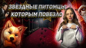 ПИТОМЦЫ РУССКИХ ЗВЕЗД. КОШКА ТИМАТИ ЗА МИЛЛИОН?! ДАНИЛА КОЗЛОВСКИЙ МАГНИТ ДЛЯ БЕЗДОМНЫХ ЩЕНКОВ.