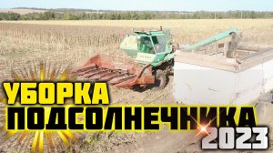Уборка подсолнечника 2023. Сорт ЛОНДОН