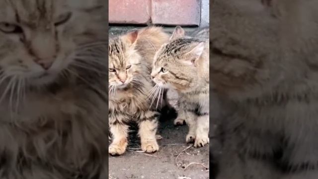 cats.mp4 смотреть онлайн