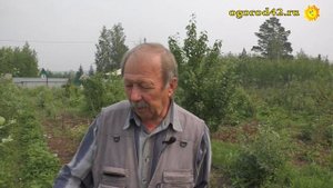 Сорта жимолости, подкормки, особенности культуры