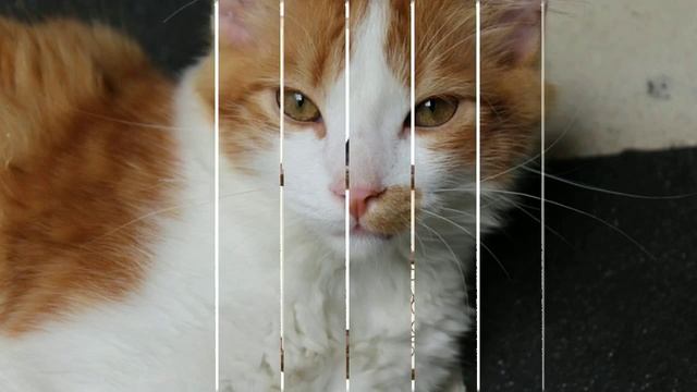 проекты домиков для кошек смотреть онлайн