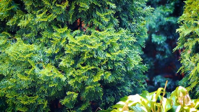 Капли летнего дождя на туях | Футажи красивая природа [FullHD] смотреть онлайн