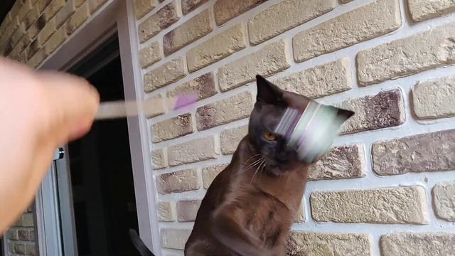 #БУРМАКУТЯ / 2 / Бурма / Кот / Соболиный / Burmese смотреть онлайн