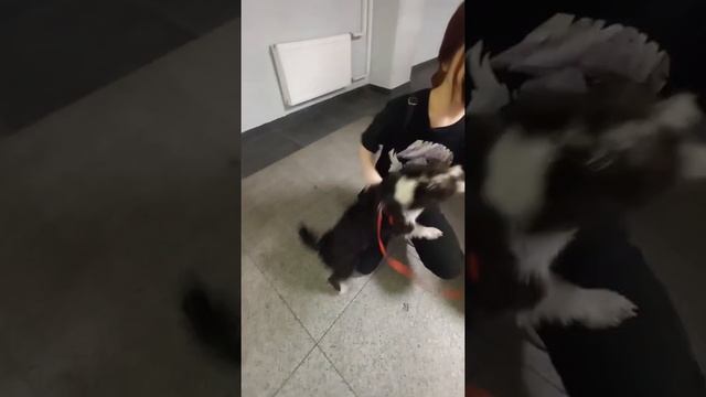 Москва, Шереметьево, терминал В. Встреча после 2 месяцев разлуки смотреть онлайн