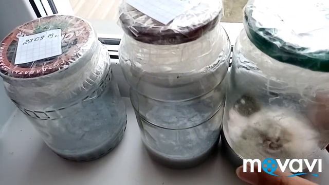 Семена орхидей из Китая. 11 дней после посадки ?? смотреть онлайн